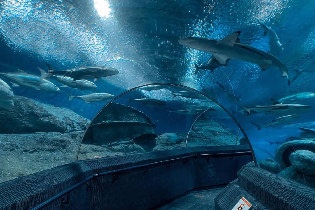 180 degree tunnel at aquarium in pattaya
