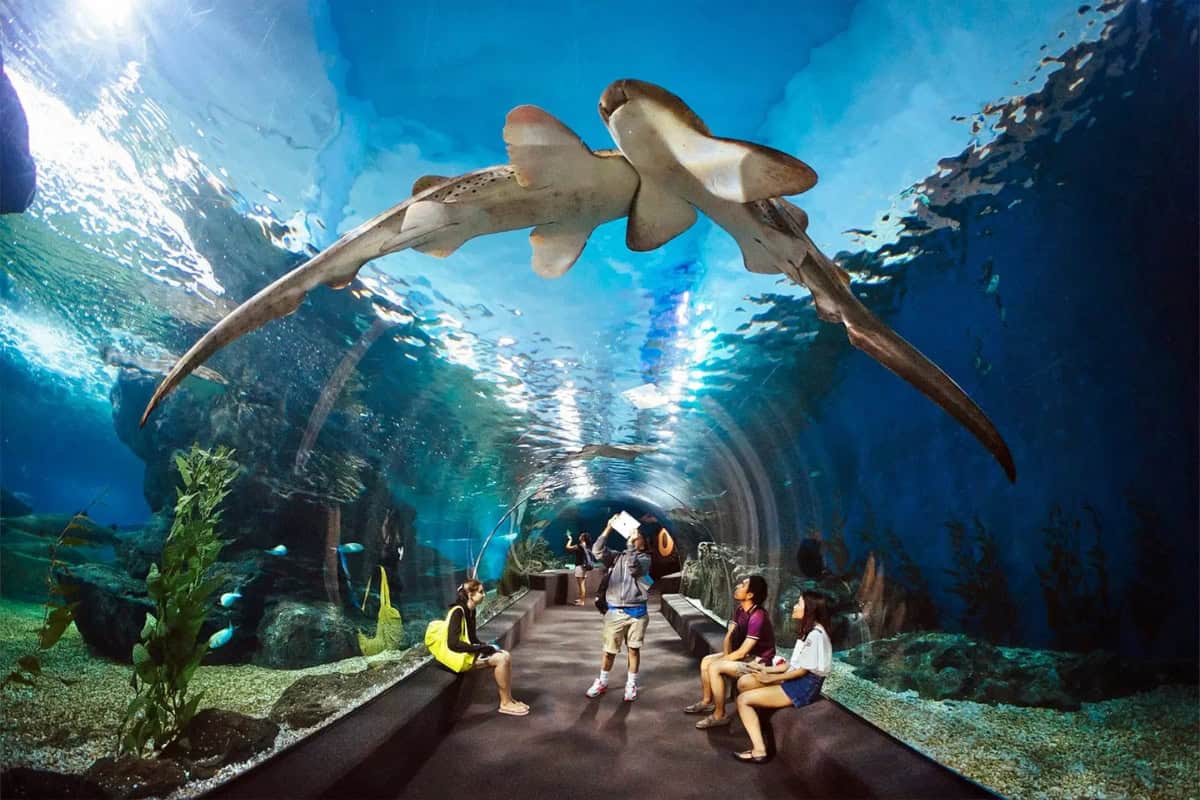 things to do with family in pattaya at underwater world