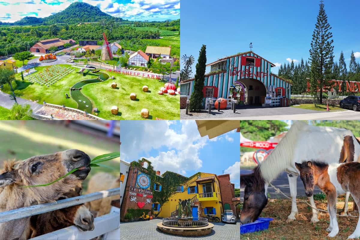 Swiss Sheep Farm Pattaya กับทุ่งหญ้าเขียวขจี และบรรดาสัตว์มากมาย