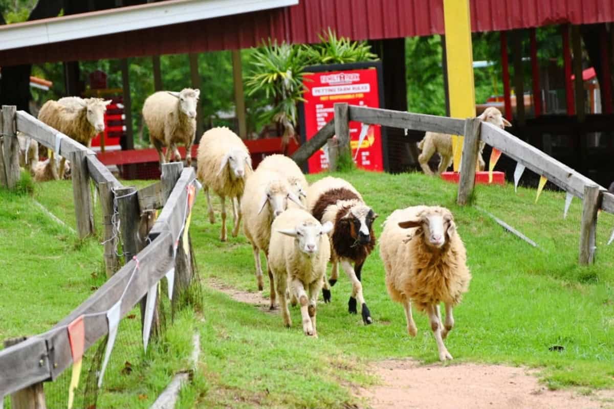 sheep farms in pattaya